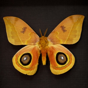 May include: A large, yellow and orange moth with black eyespots and a furry body. The moth is mounted on a black background.
