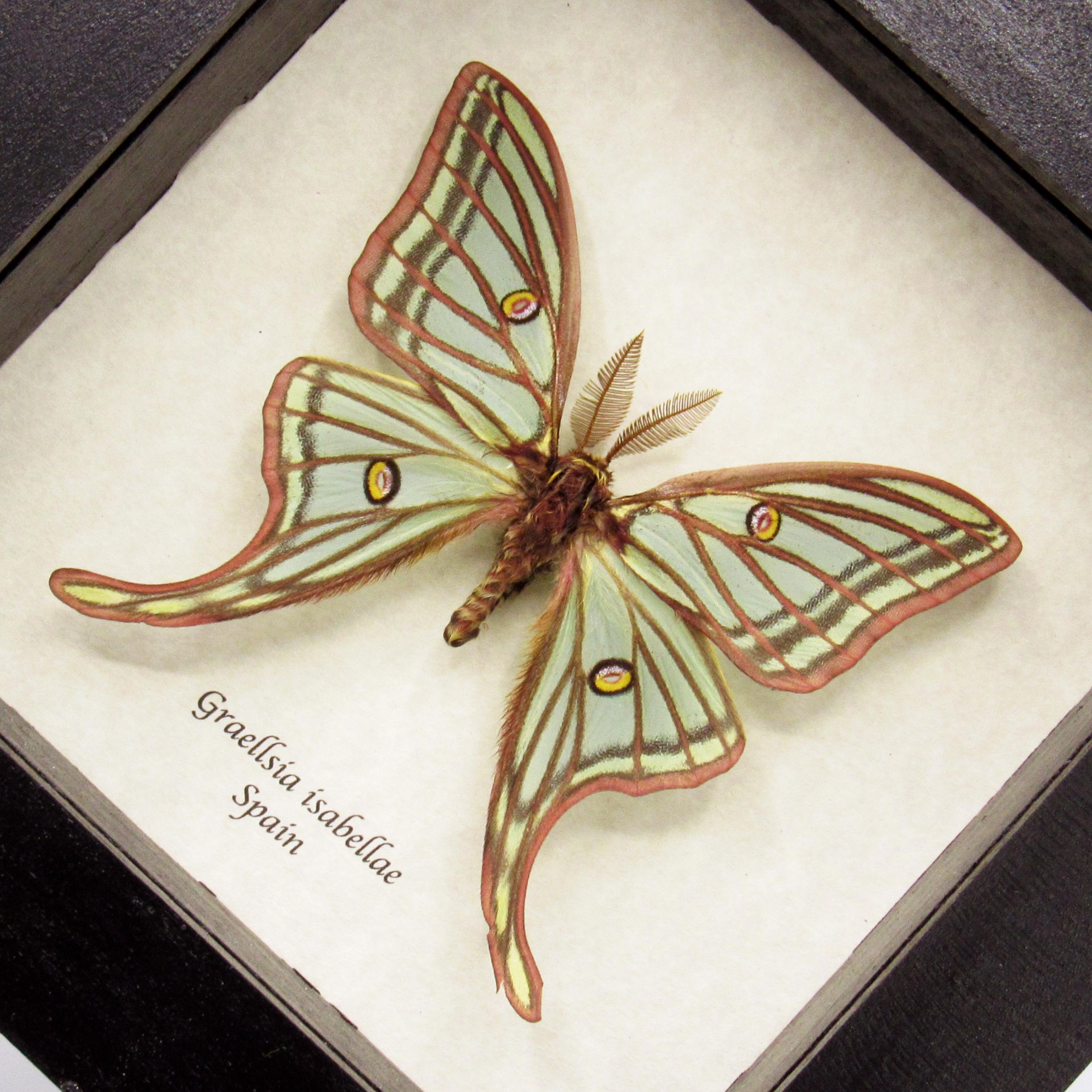 珍しいスペインの月蛾の額入り剥製 - Graellsia isabellae - Etsy 日本