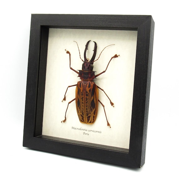 Real GIANT Beetle Framed Taxidermy - Macrodontia Cervicornis - XL