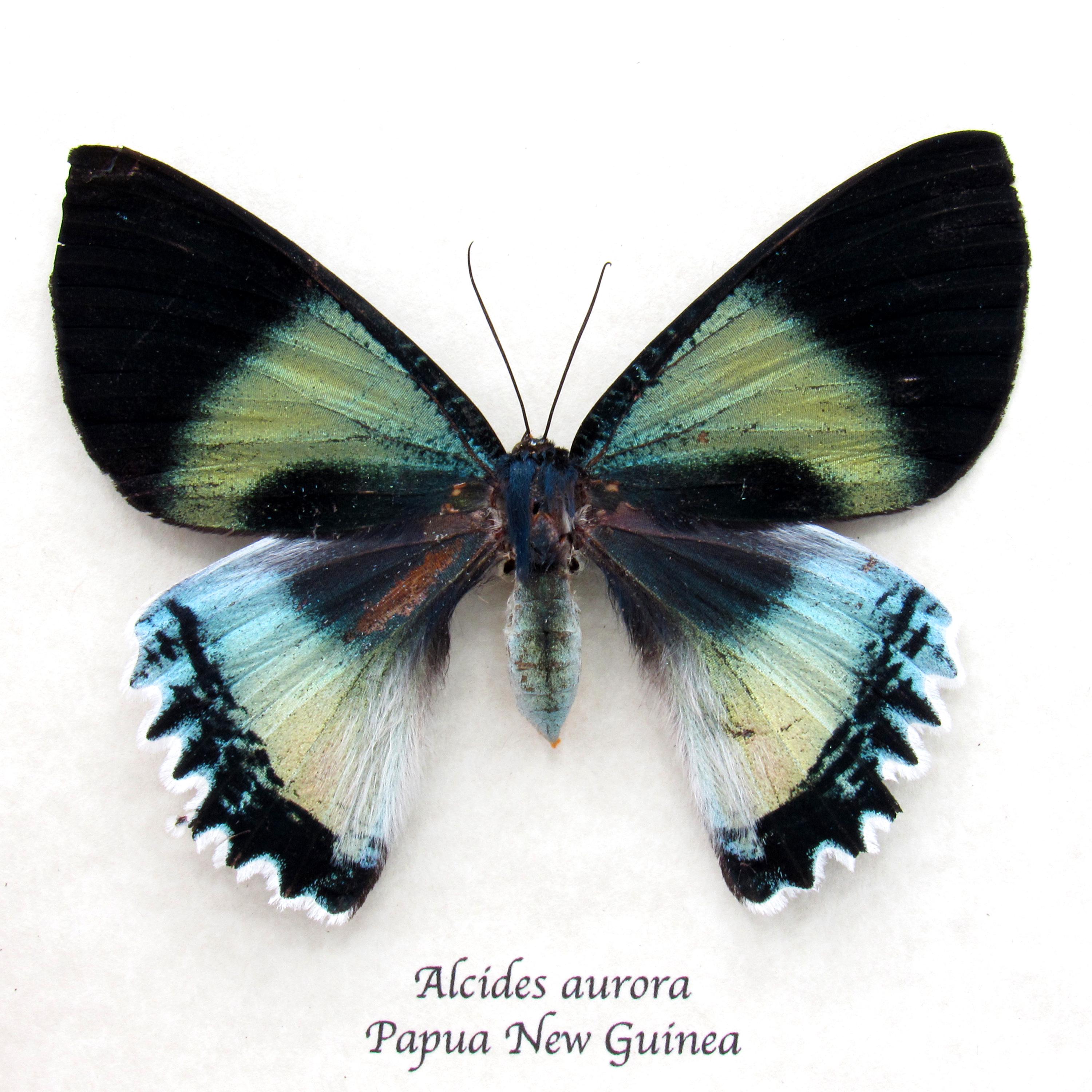 非常に珍しいウラニド科の蛾の額入り標本 - Alcides aurora - メス 非常に珍しいウラニド科の蛾の額入り標本 - Alcides aurora - メス