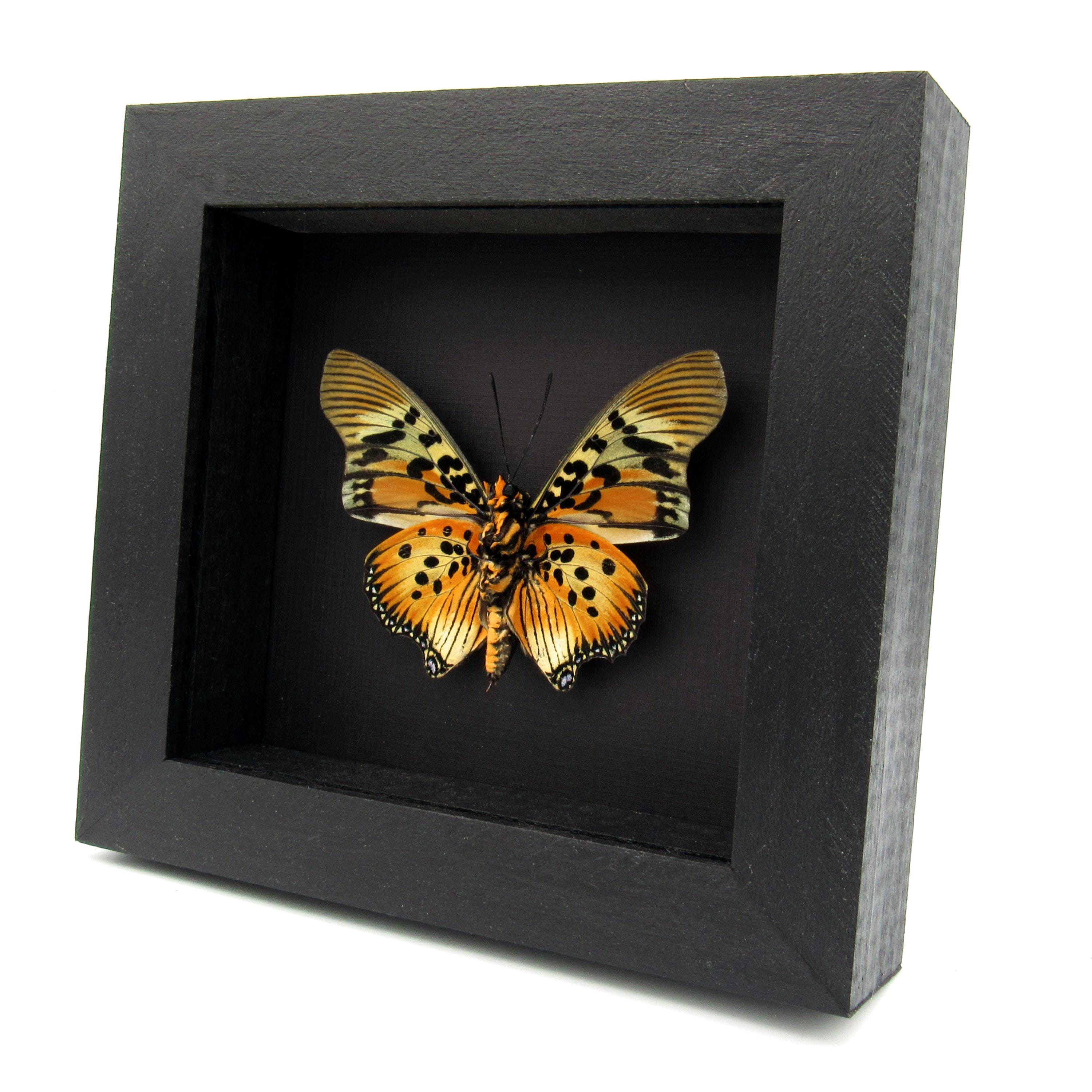 珍しい額入り剥製の蝶 - Charaxes acraeoides - Etsy 日本