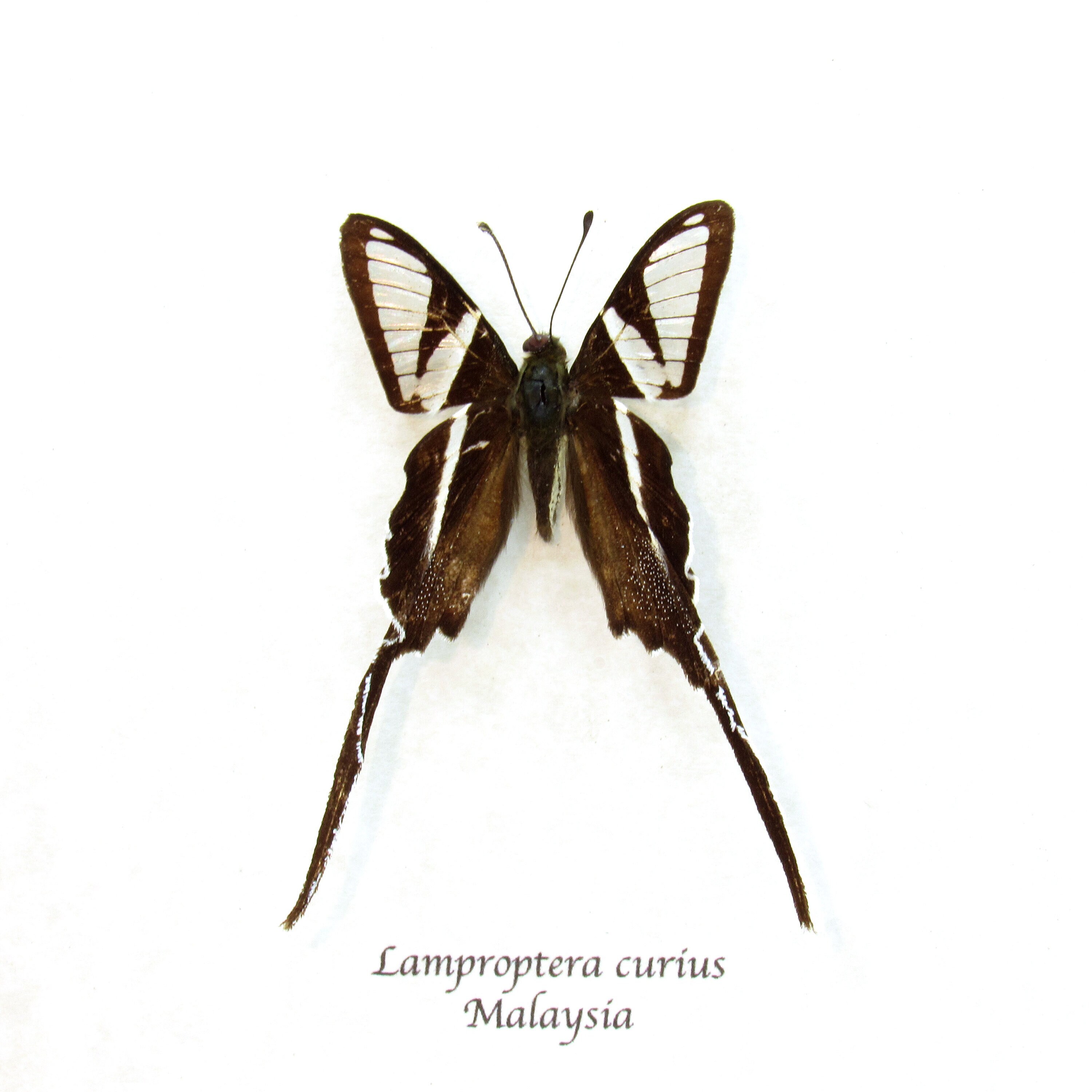 Dragontail butterfly - Etsy 日本