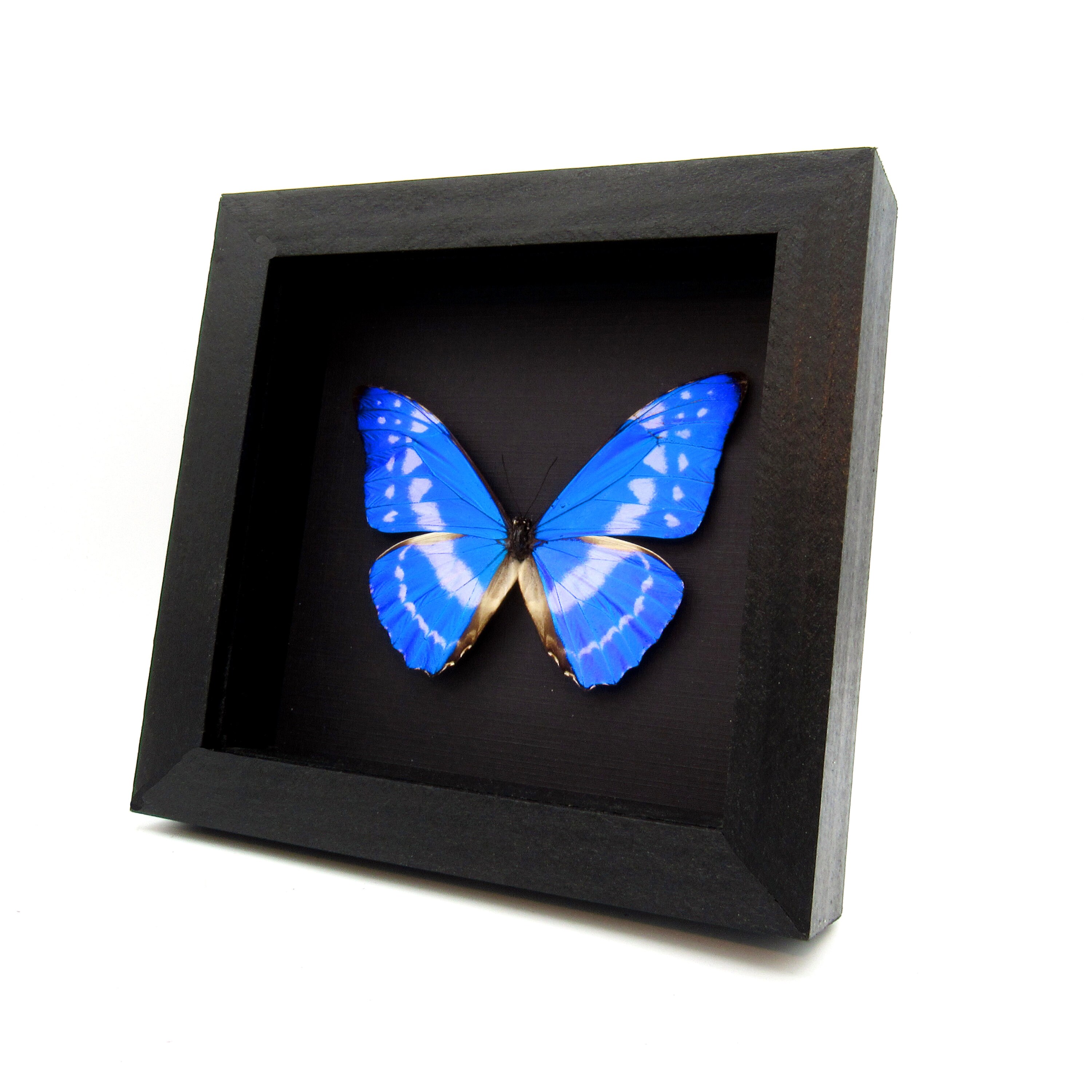Rare Metallic Blue Butterfly Framed Taxidermy - Morpho Cypris - Etsy