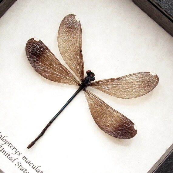 クリストファーマーレー　標本　イトトンボ　Amber Damselfly Real American Ebony Jewelwing Damselfly Framed Taxidermy