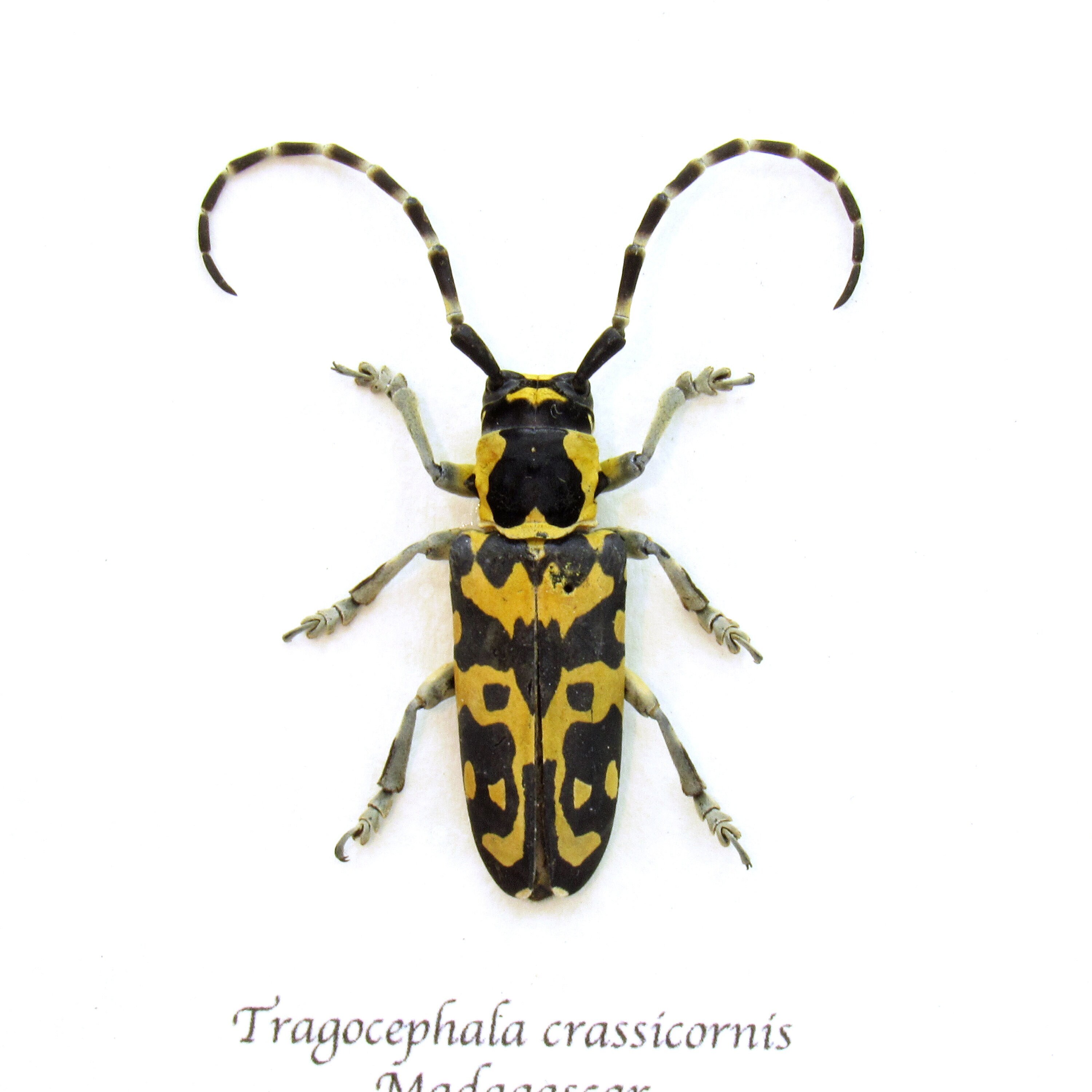 珍しい黄色のカミキリムシの額入り剥製 - Tragocephala