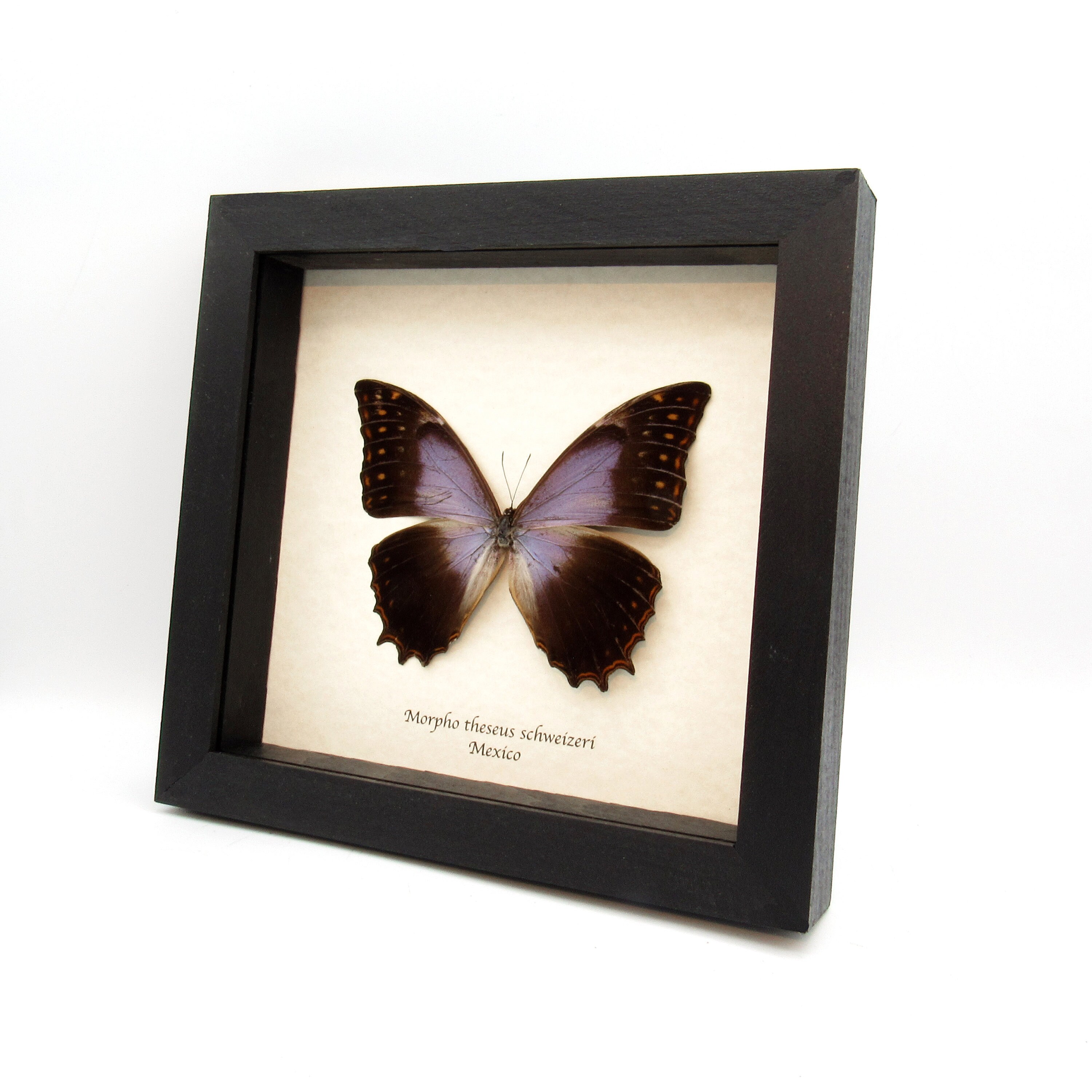モルファ蝶のデザイン額 珍しい紫色のモルフォ蝶の額入り剥製 - Morpho theseus