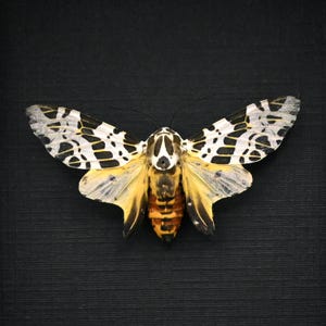 Äkta leopardmal inramad taxidermi - Hypercompe laeta