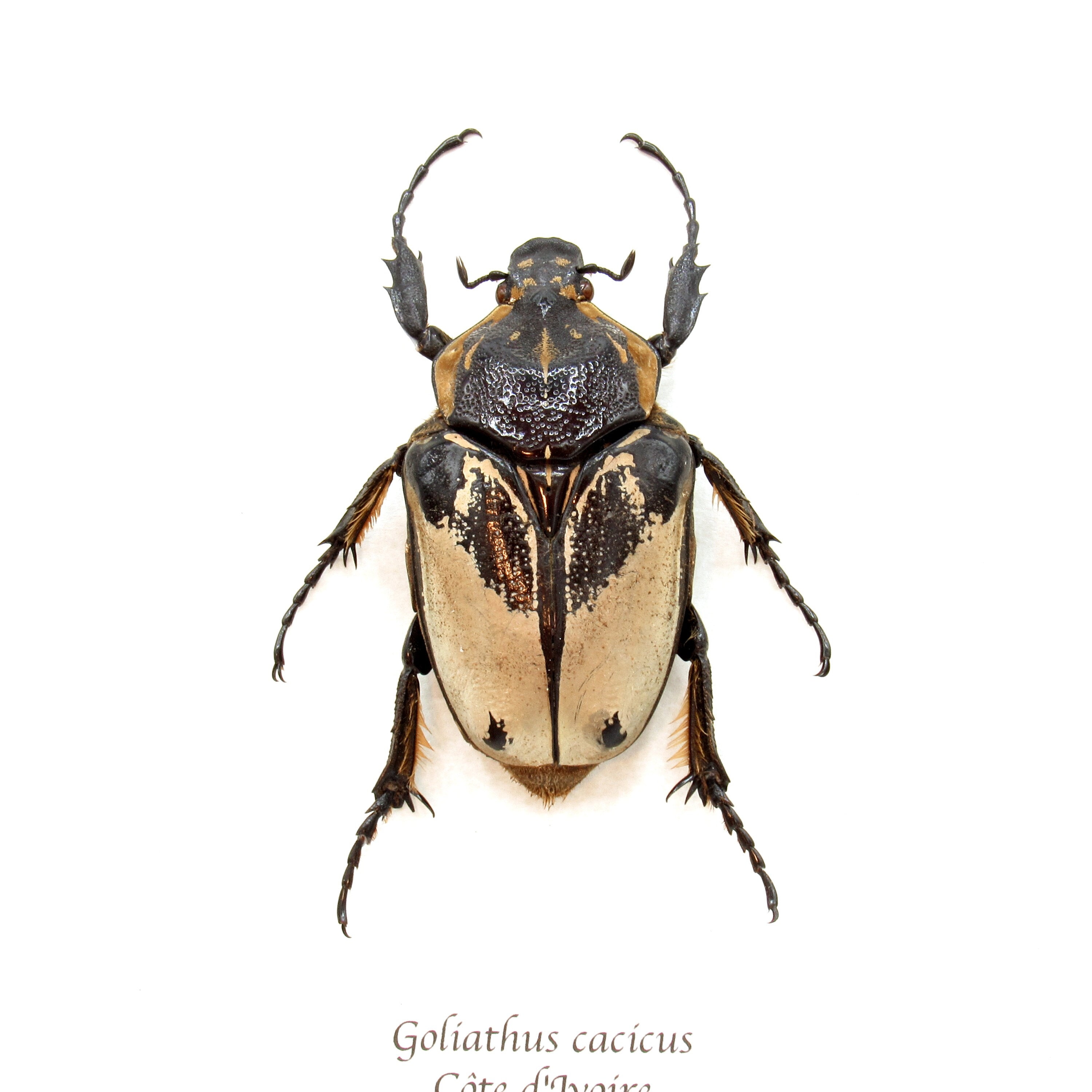 Goliathus regius - Etsy 日本