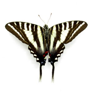 以下が含まれることがあります： 黒と白のゼブラ swallowtail バタフライで、羽に赤い模様があります。