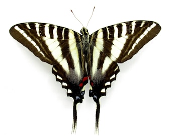 ヒナドリさま専用】皐月恵 swallow tail betterfly 版画 ヒナドリさま