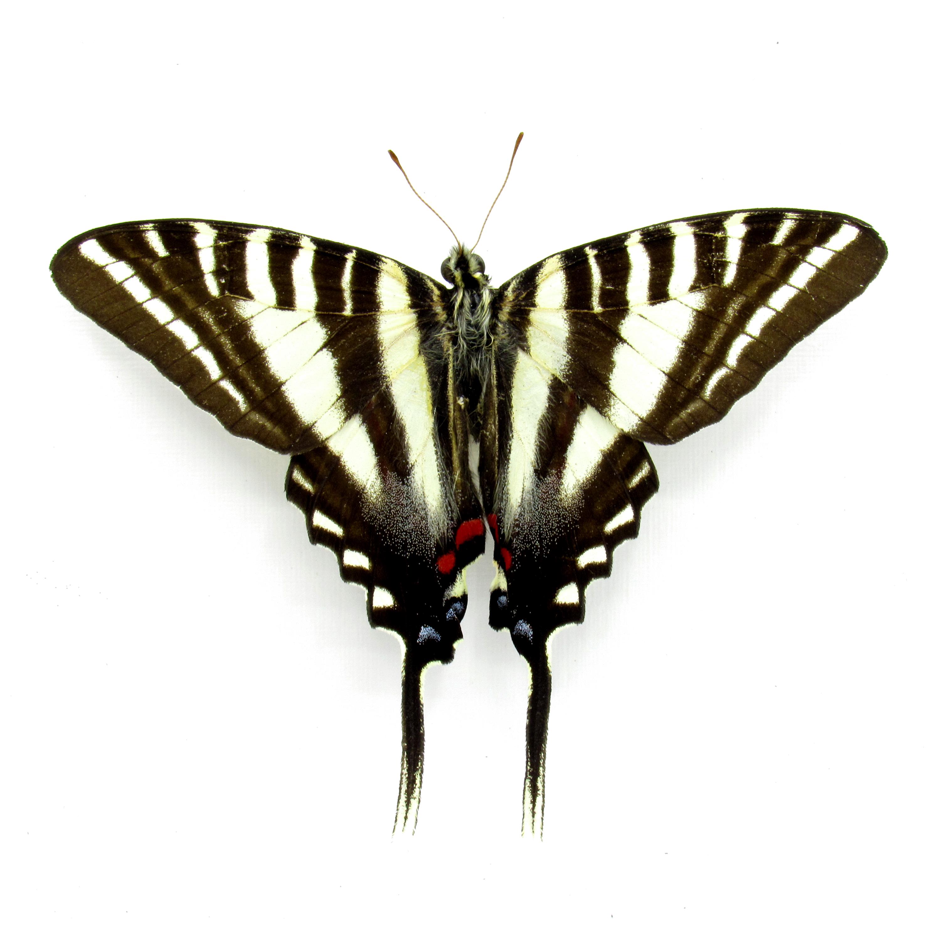 洋楽 YEN TOWN BAND / Swallowtail Butterfly 7\" Swallowtail Butterfly～あいのうた～ - song and lyrics by YEN TOWN