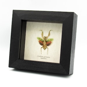Taxidermia enmarcada de una auténtica mantis religiosa india - Creobroter gemmatus - hembra
