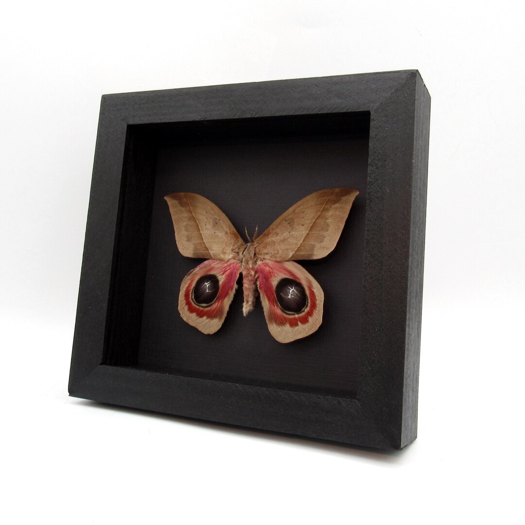 Real Giant Saturn Moth Framed Taxidermy - Automeris Metzli - Etsy
