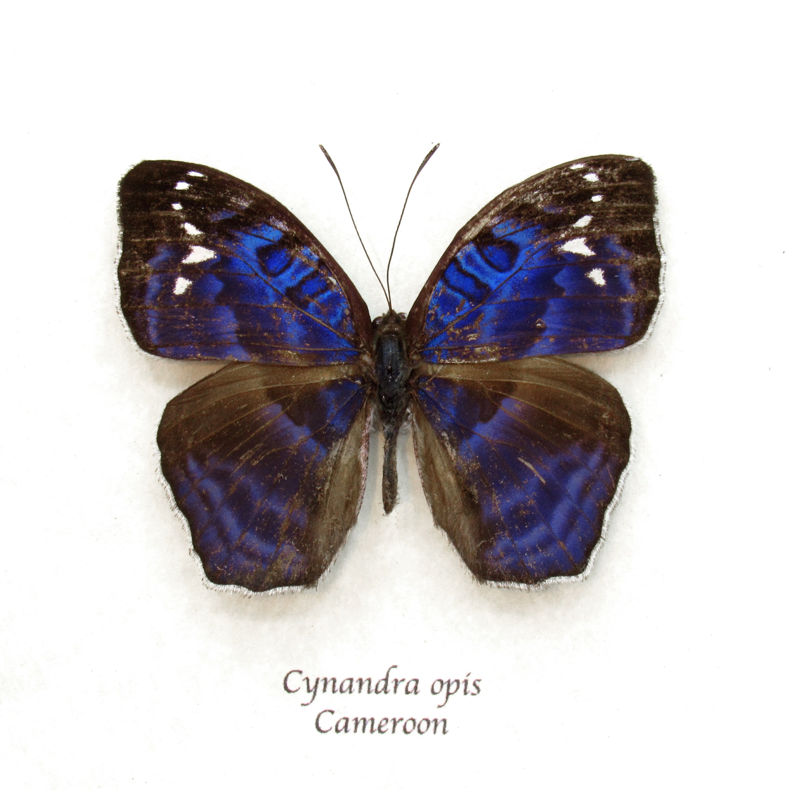 Rare Blue Brilliant Nymph Butterfly Framed Taxidermy - Cynandra