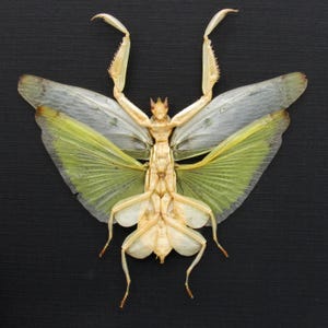 May include: A preserved insect specimen, likely a praying mantis, with outstretched limbs and wings. The wings display a gradient of pale green to translucent, with the body in a beige hue. The insect is positioned against a dark background.