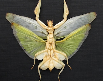 珍しいゴーストマンティスの額入り剥製 - Phyllocrania paradoxa
