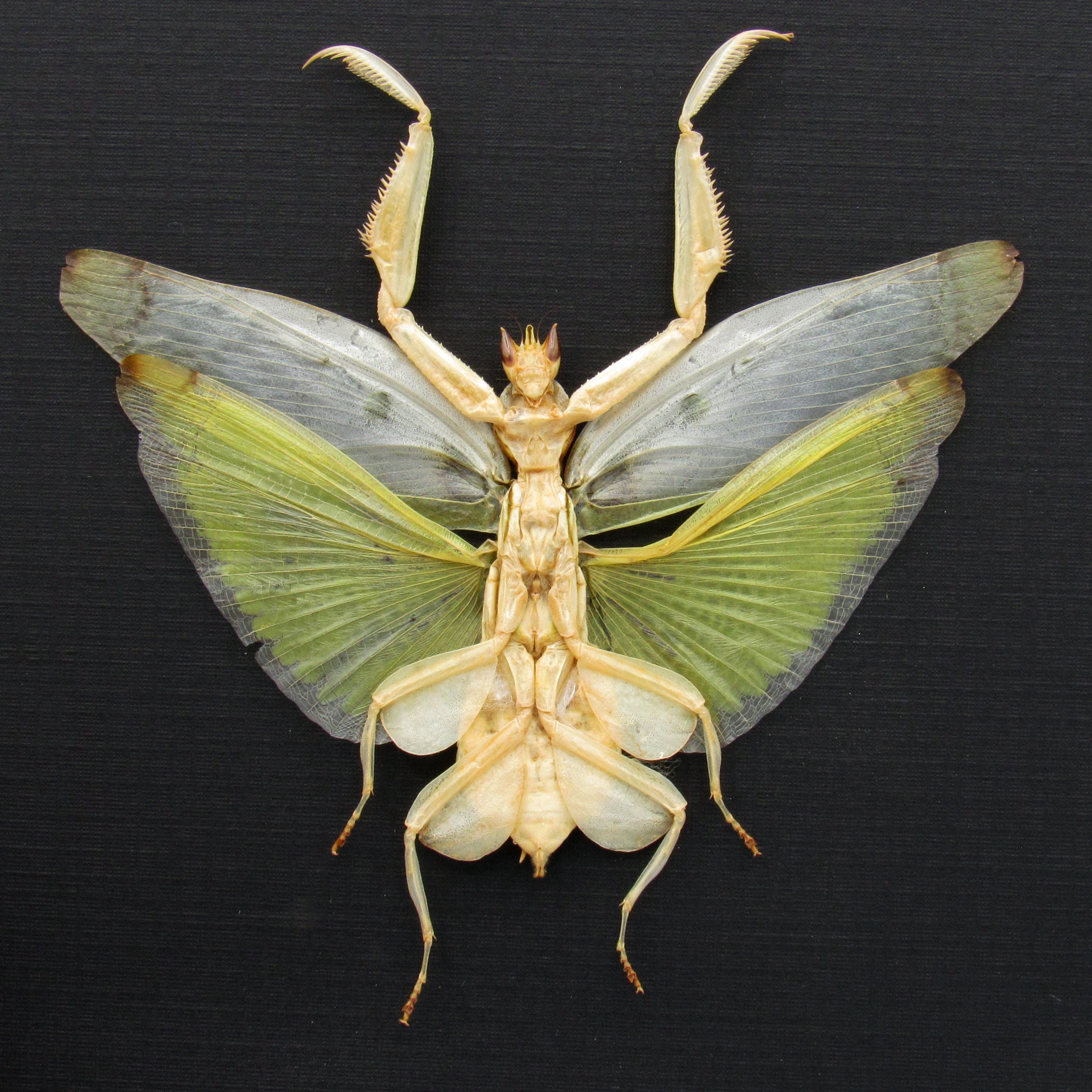 Real Orchid Mantis Framed Taxidermy - Hymenopus Coronatus - Large