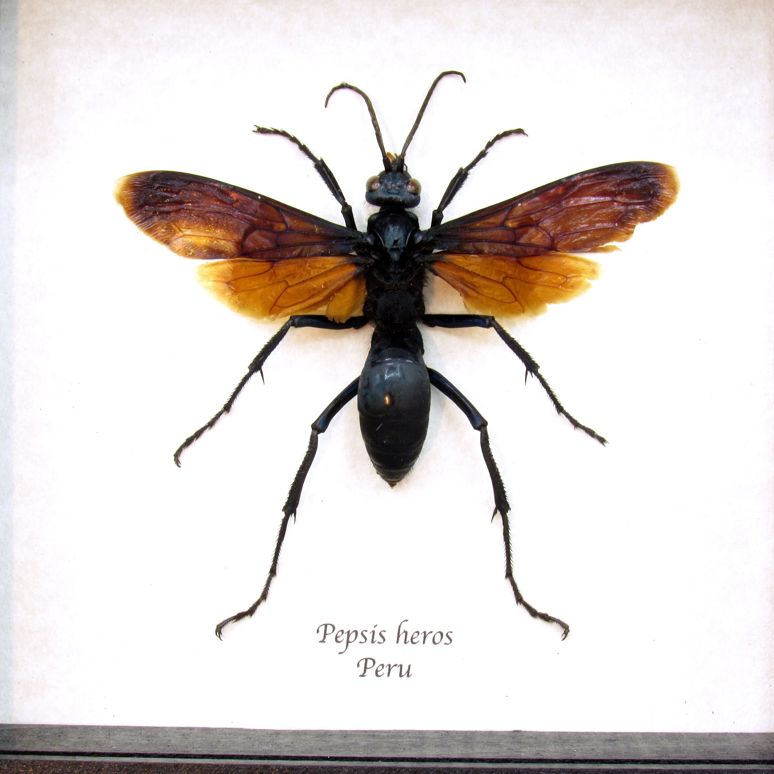 標本 Brazil Pepsis heros 111mm super big Brazil Pepsis heros 111mm super big Solenoptera dominicensis