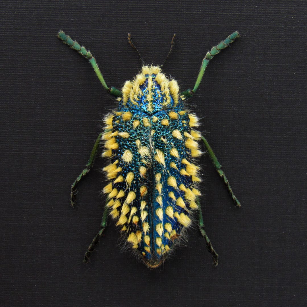 Rare XL Hairy Blue Jewel Beetle Framed Taxidermy - Julodis