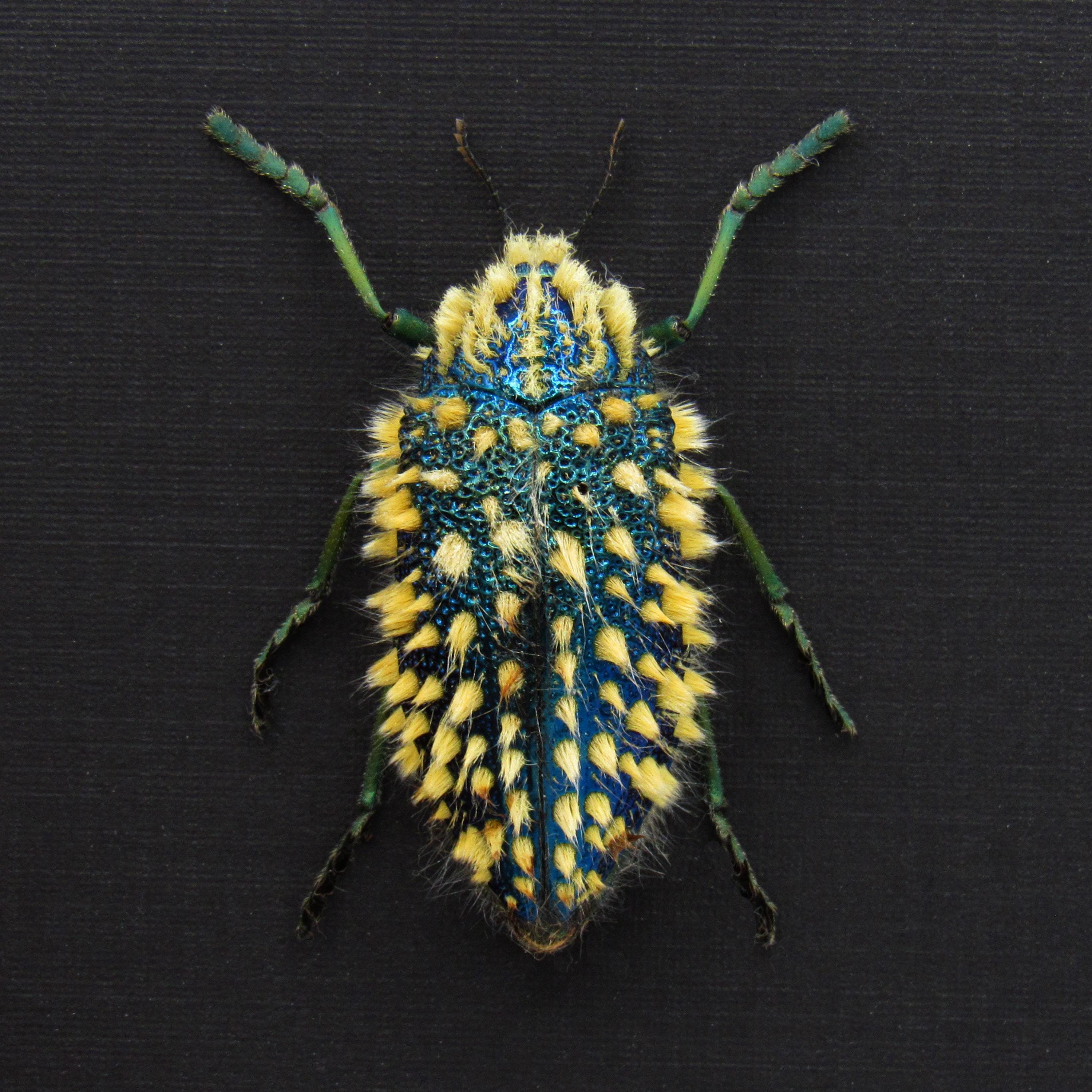 Rare XL Hairy Blue Jewel Beetle Framed Taxidermy - Julodis