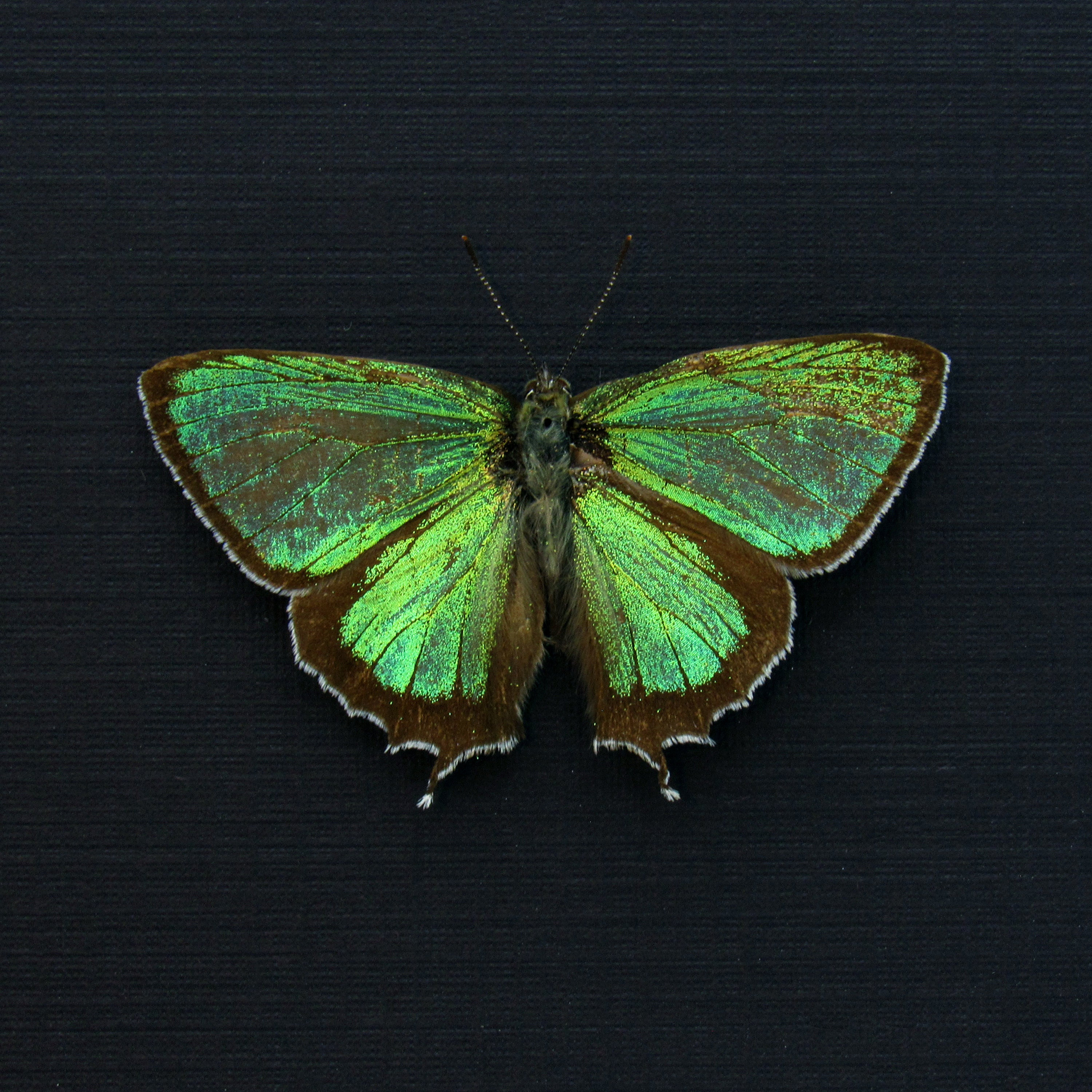 Real Tiny Metallic Green Butterfly Framed Taxidermy