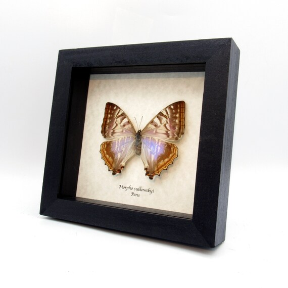 Rare Pearl Morpho Framed Taxidermy - Morpho Sulkowskyi - Female - Etsy
