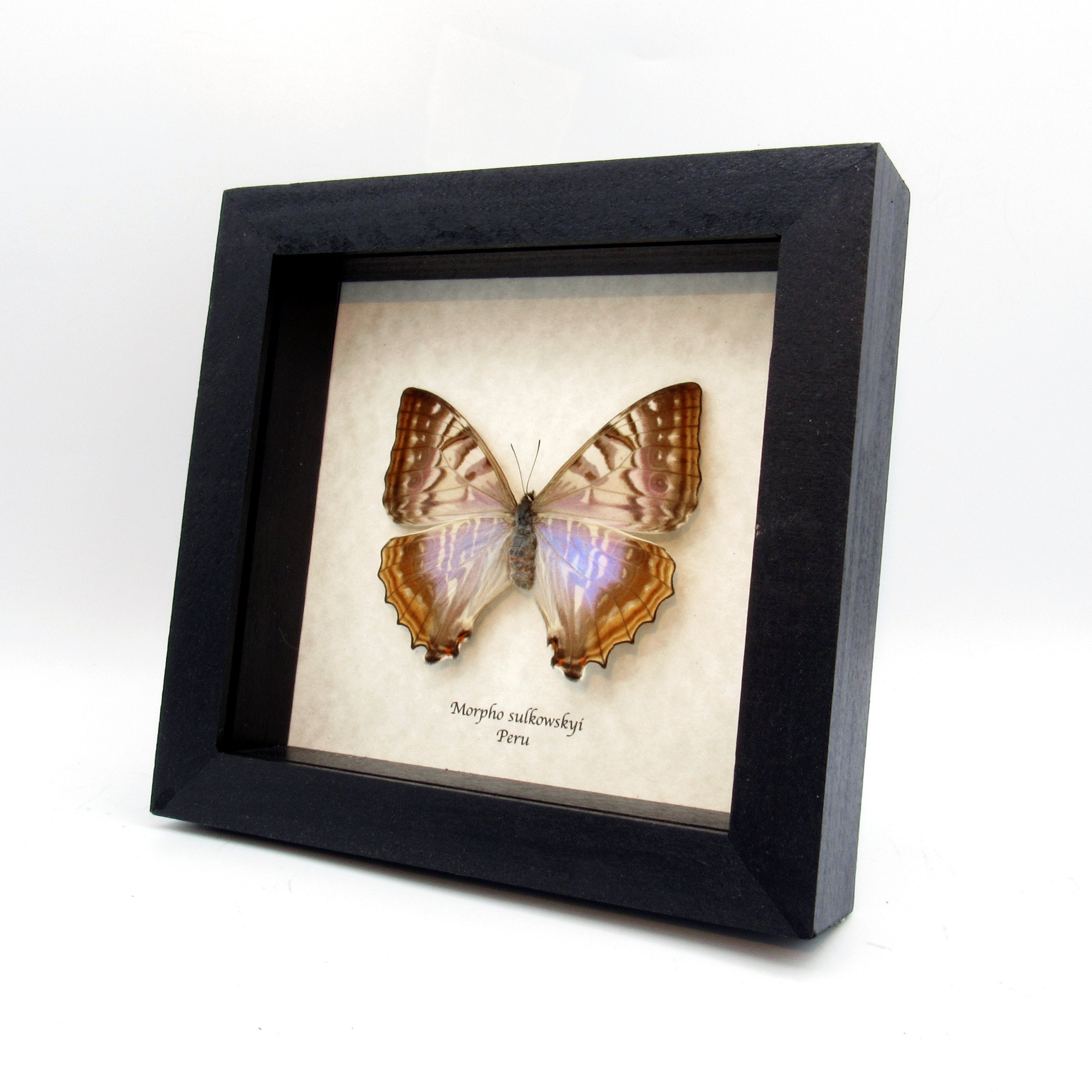 Rare Pearl Morpho Framed Taxidermy - Morpho Sulkowskyi - Female - Etsy