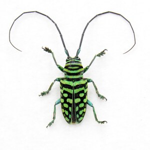 Sternotomis - Etsy