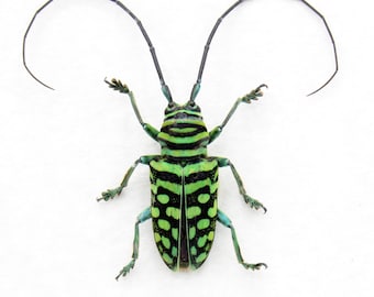 Sternotomis Amabilis Orange Green Longhorn Beetle Cameroon Africa