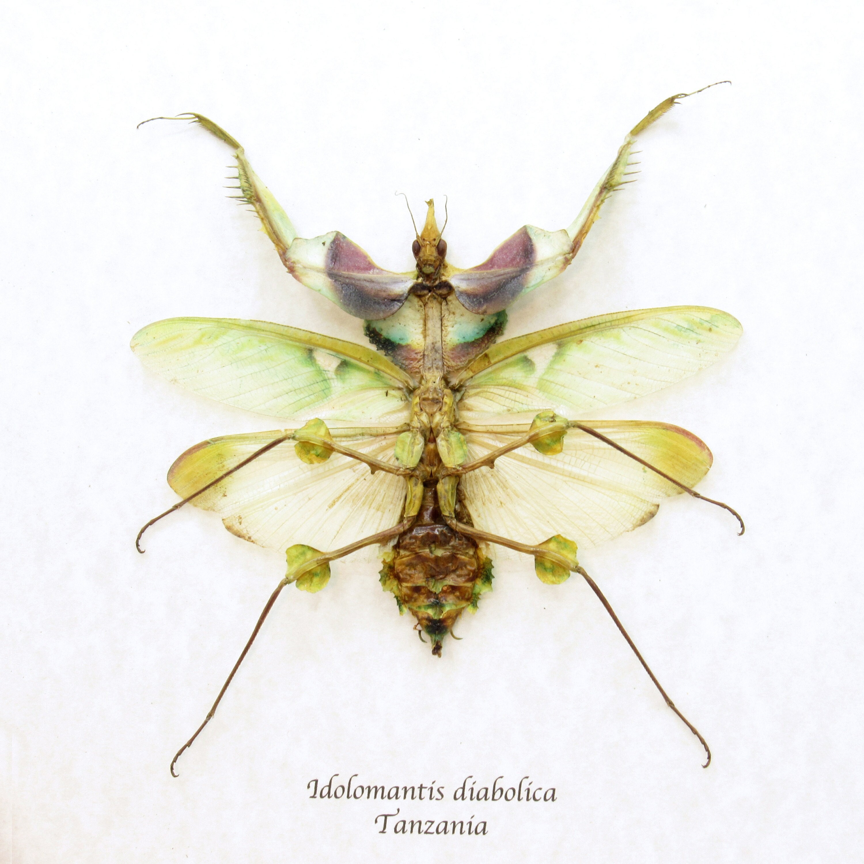 Idolomantis diabolica ニセハナマオウカマキリ 3齢幼虫 ♂ 1匹