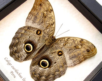 本物の巨大なフクロウ蝶の剥製 - Caligo eurilochus livius - Etsy 日本