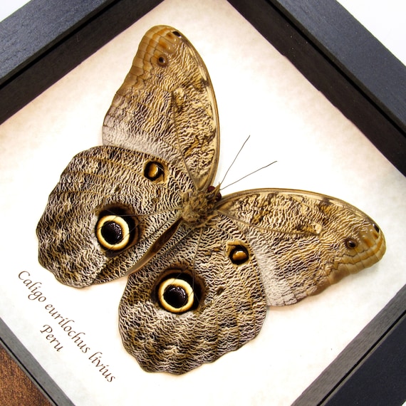 本物の巨大なフクロウ蝶の剥製 - Caligo eurilochus livius - Etsy 日本