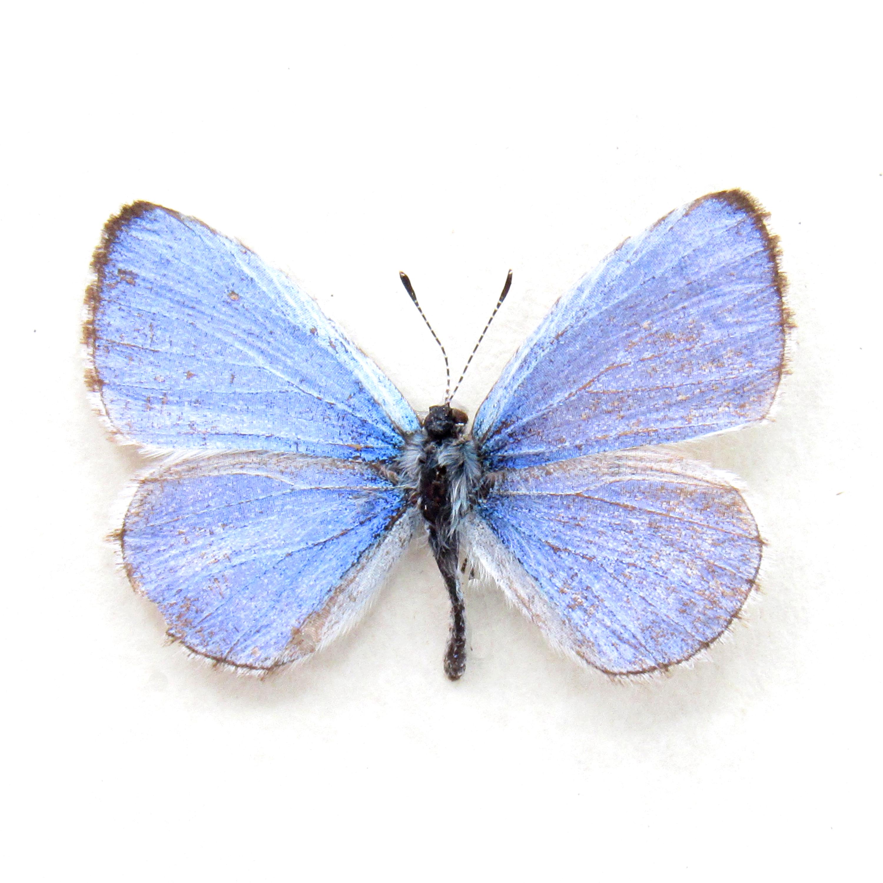 Real Tiny Lavender Lucia Azure Butterfly Framed Taxidermy