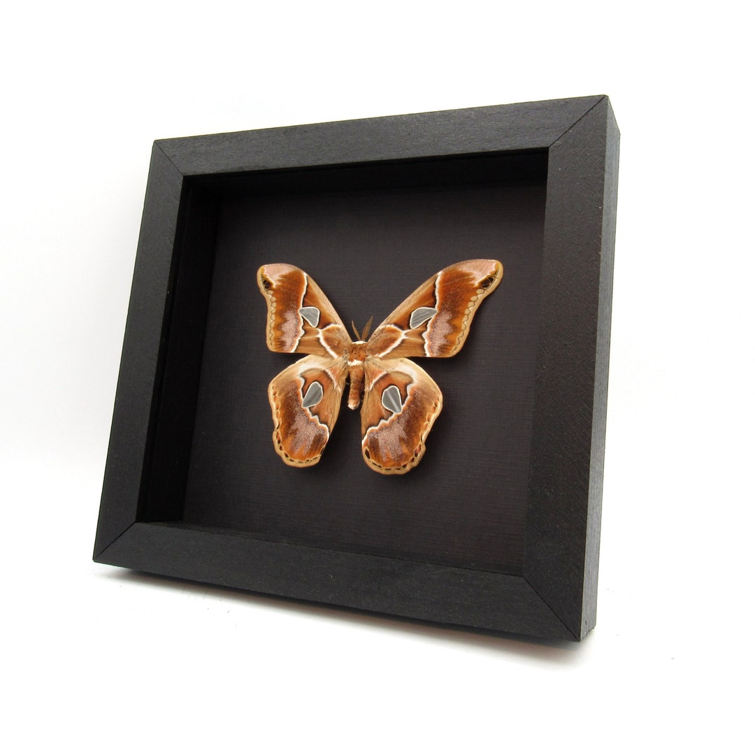 Real Saturn Moth Framed Taxidermy - Rothschildia Cincta - Large Female ...