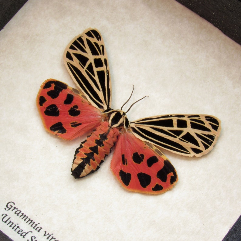 Rare female Virgin Tiger moth framed Grammia virgo | Etsy
