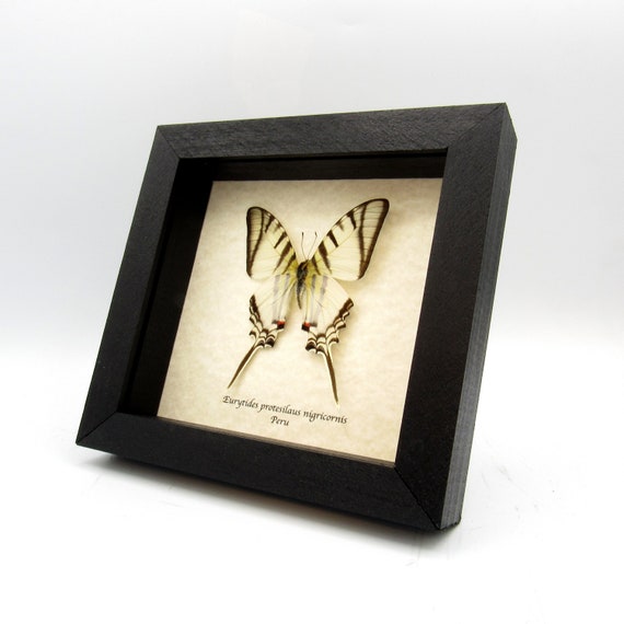 Real large beautiful framed Zebra Swordtail Butterfly! Real large beautiful framed Zebra Swordtail Butterfly!