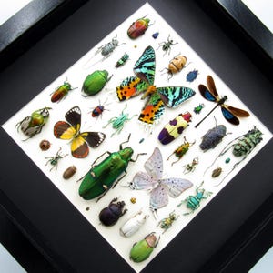 Framed Real Insect Collection Beetles, Butterflies, Dragonfly, Sunset ...