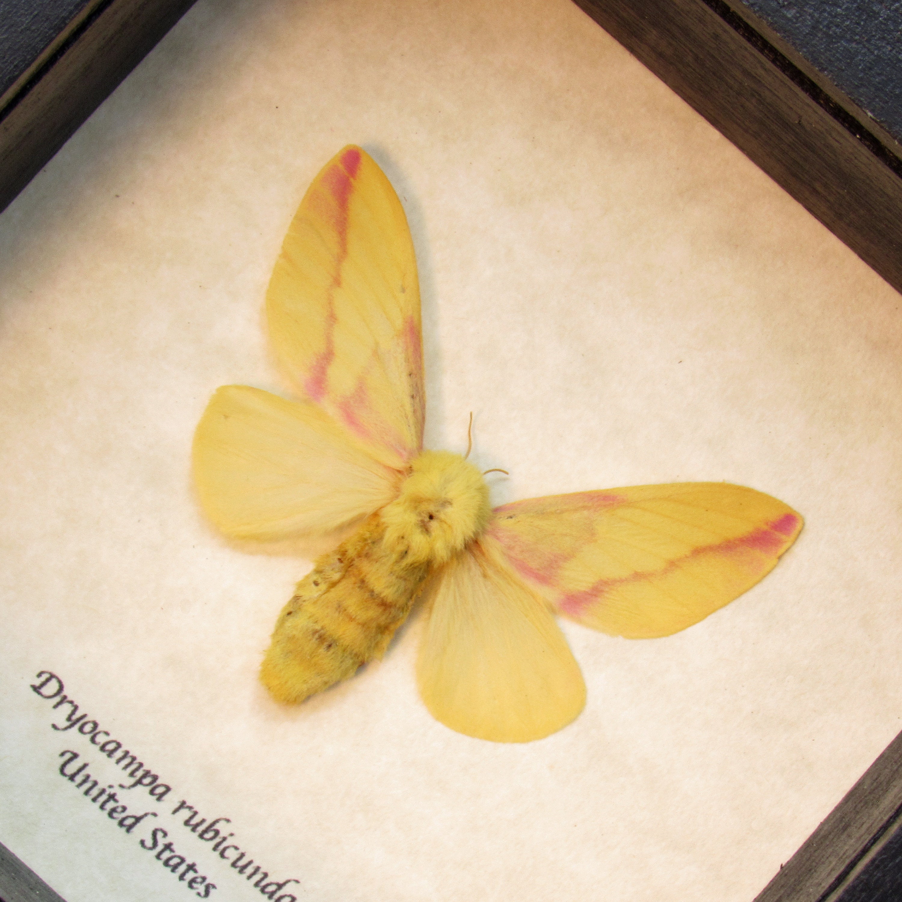 Real pink Rosy Maple moth framed taxidermy large female Dryocampa rubicunda