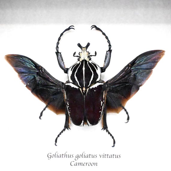 Very Large Real Flower Beetle Framed Taxidermy - Goliathus