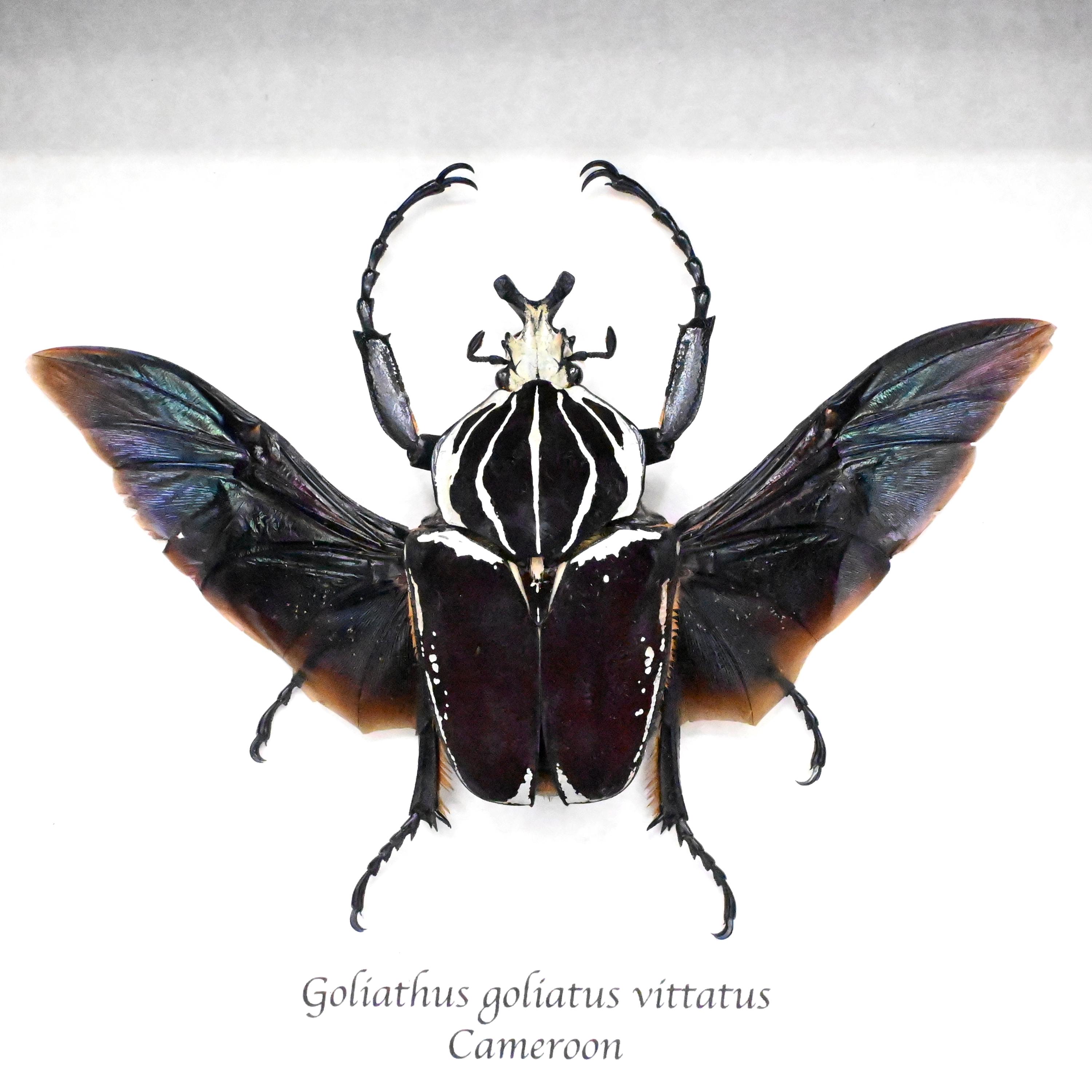 Very Large Real Flower Beetle Framed Taxidermy - Goliathus