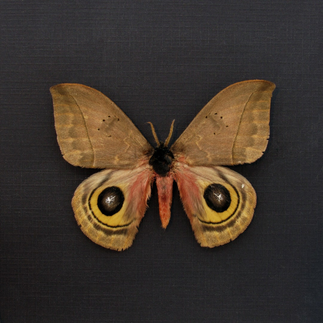 Real Saturn Moth Framed Taxidermy - Automeris Belti - Etsy