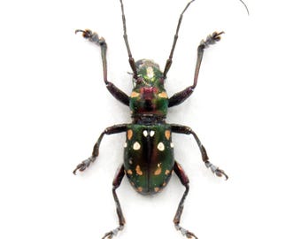 Puede incluir: Un escarabajo verde y negro con manchas blancas en la espalda. El escarabajo tiene antenas y patas largas.