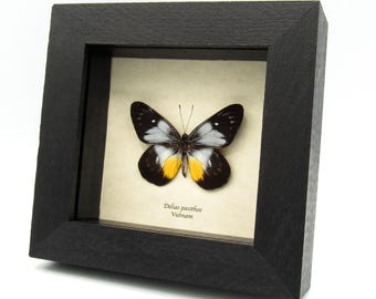 本物の小さな青い蝶の剥製 - Jamides euchylas - Etsy 日本