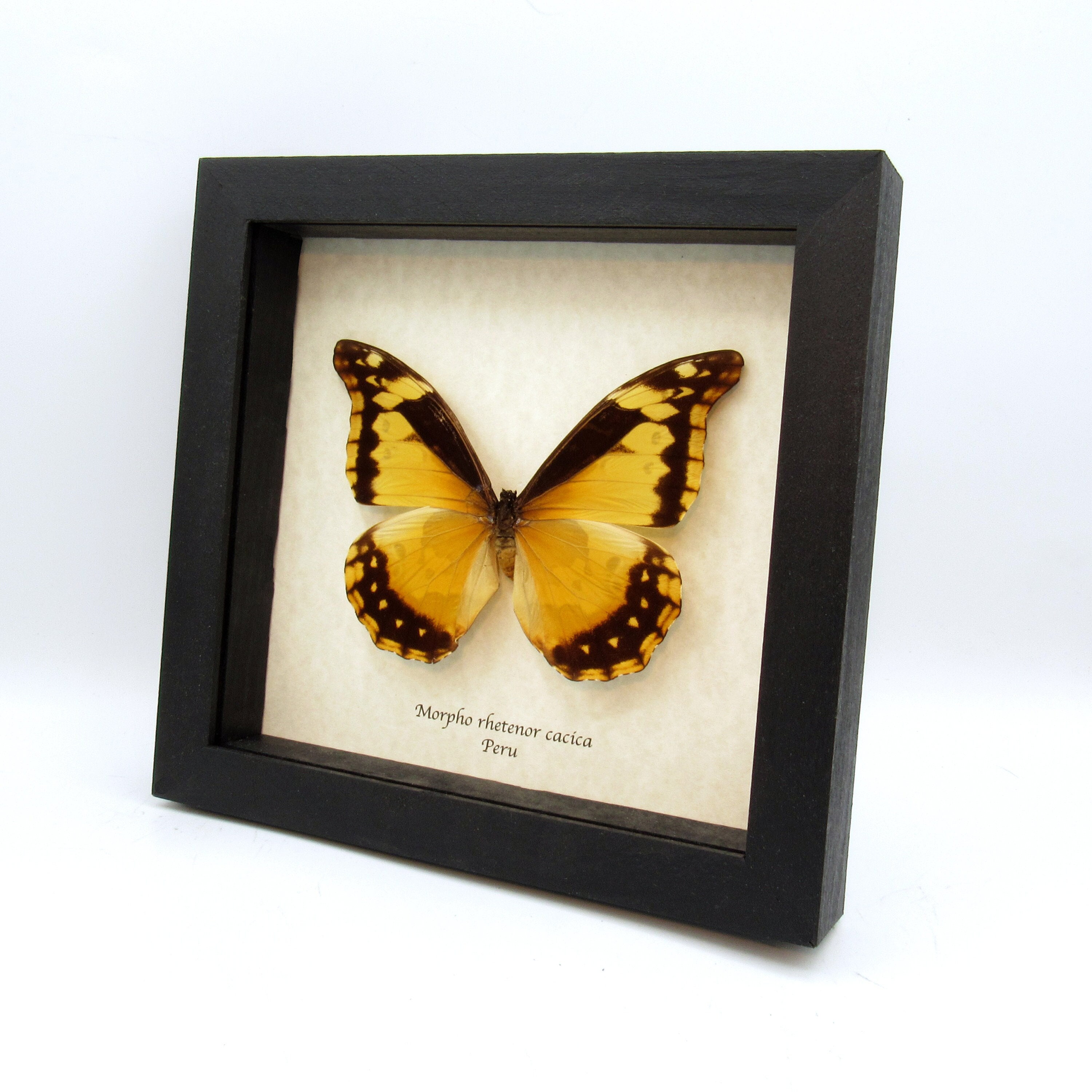 Morpho rhetenor helena - Etsy 日本