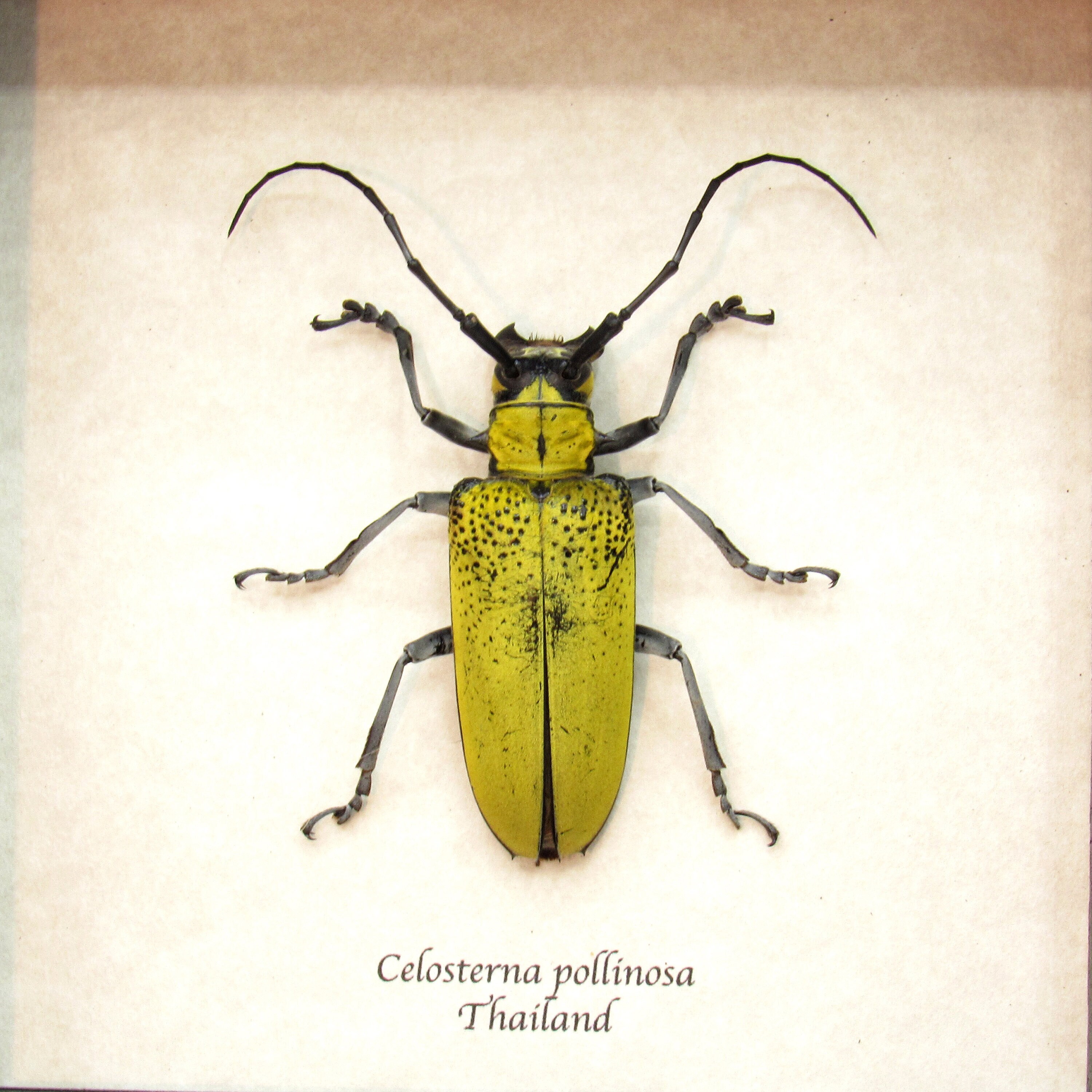 ☆ブラジル産 Pyrodes nitidus 27mm ブラジル産 カミキリムシ 標本