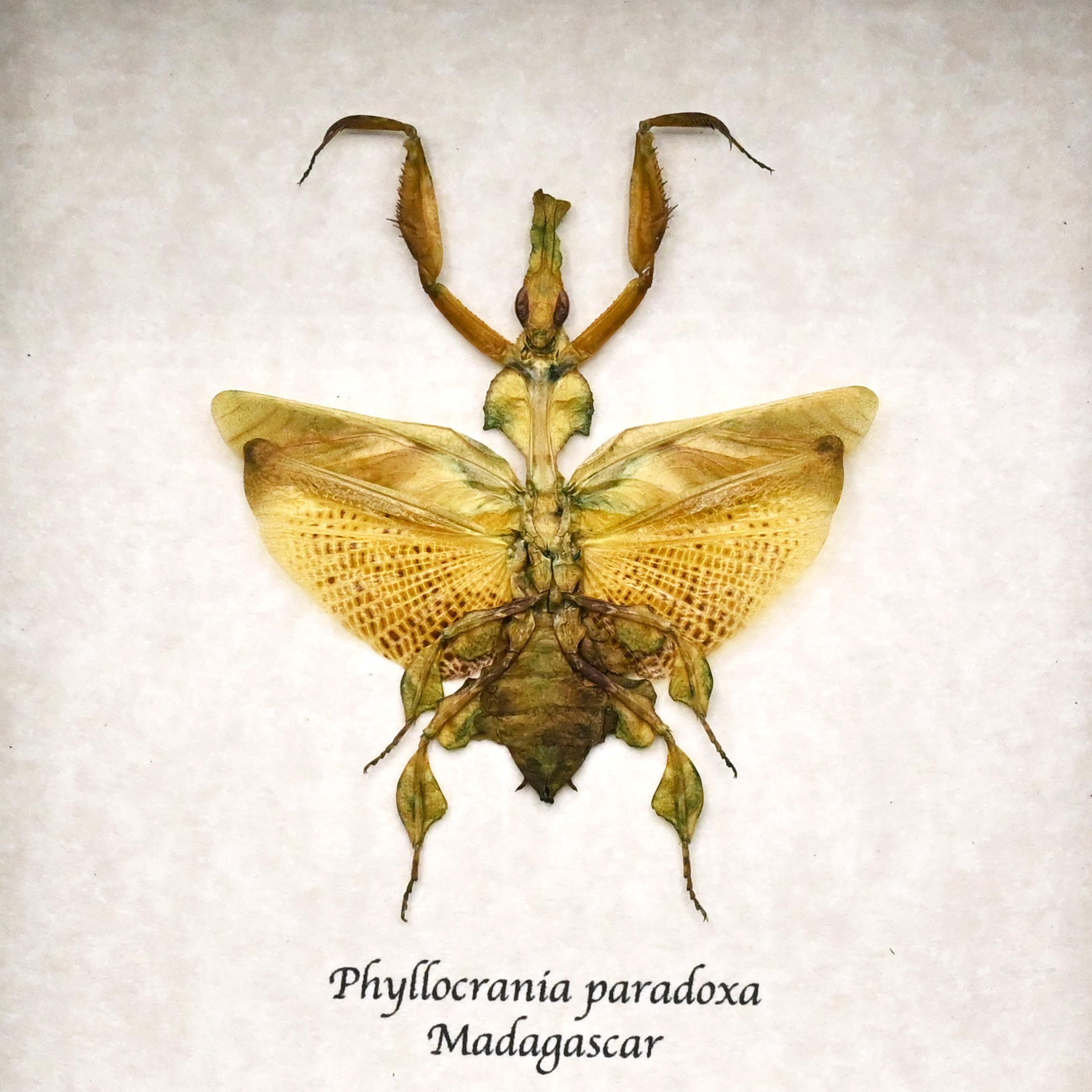 珍しいゴーストマンティスの剥製（額装済み） - Phyllocrania paradoxa