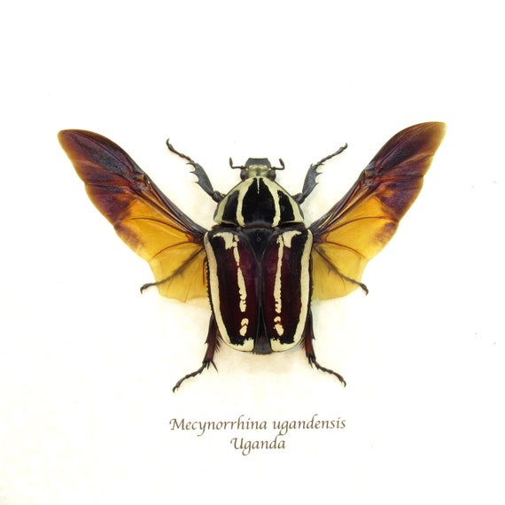 Rare Deep Purple Scarab Beetle Framed Taxidermy - Mecynorrhina