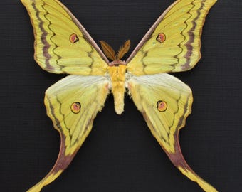 Framed Ghostly Silk Moth: Ceranchia Apollina From Madagascar (8x8