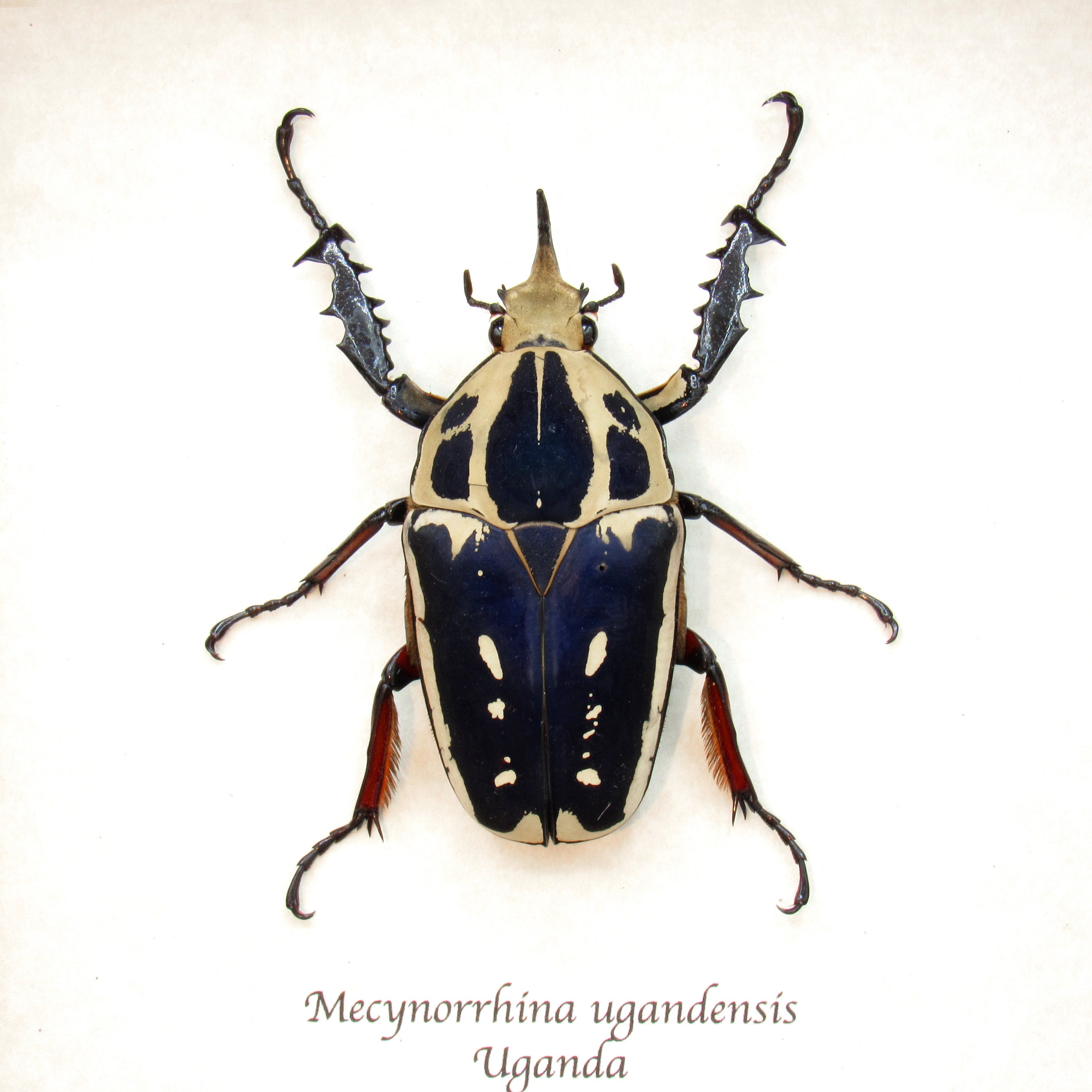 標本 Very Rare Mecosarthron buphagus 65mm Rare Deep Purple Scarab Beetle Framed Taxidermy - Mecynorrhina