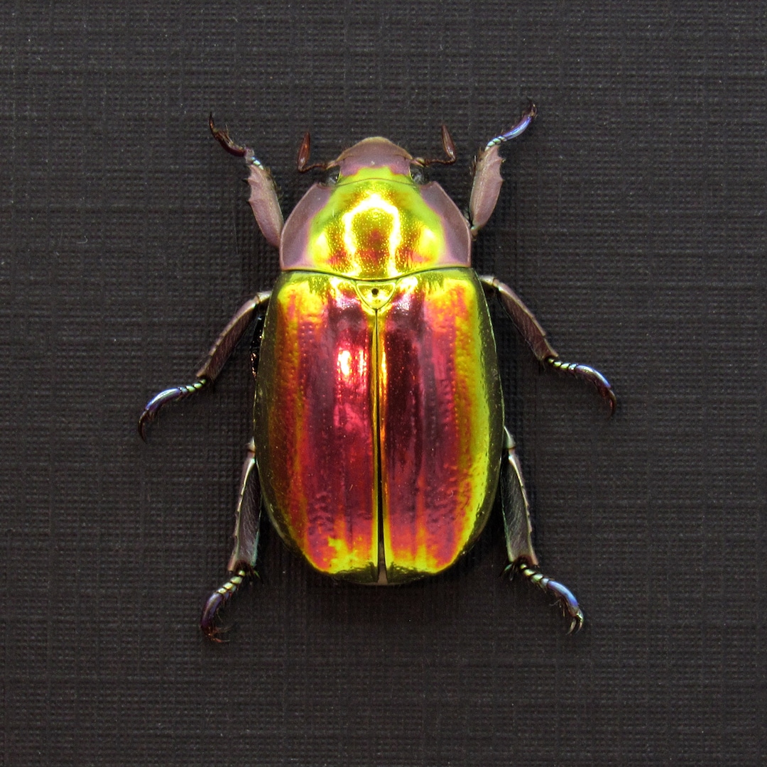 Very Rare Red and Gold Jewel Beetle Framed Taxidermy - Chrysina ...